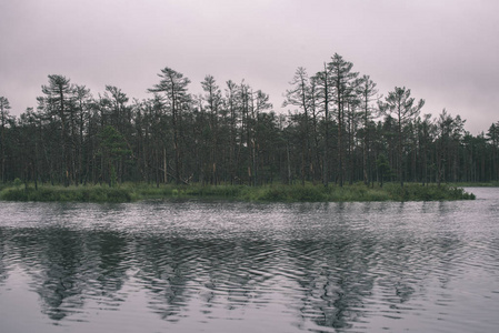 阴云密布的沼泽景观，树在水中倒影