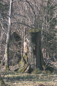 森林中的老干树桩