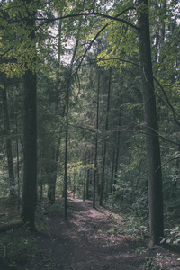 夏季森林的徒步旅行小径，绿色的树叶阳光