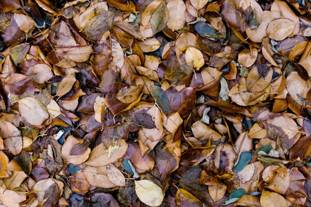 五颜六色的棕色青铜湿秋叶。 天然色调背景