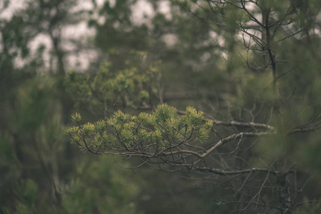 背景模糊的带绿针的松树枝