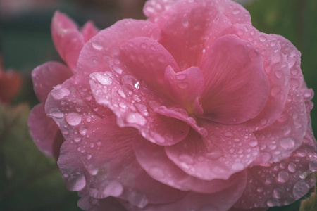 在模糊的背景上用水滴绽放粉红色花朵的细节