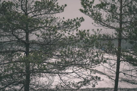 初冬的乡村景观，第一次透过树木看到积雪