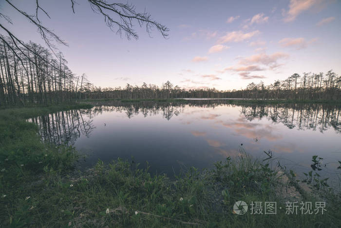 傍晚时分，太阳在夏天的沼泽湖上，在平静的水中倒映着树木