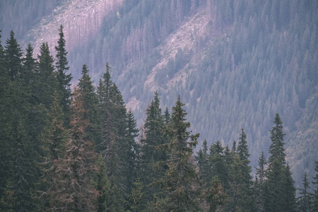 斯洛伐克山区山坡上的常绿云杉林