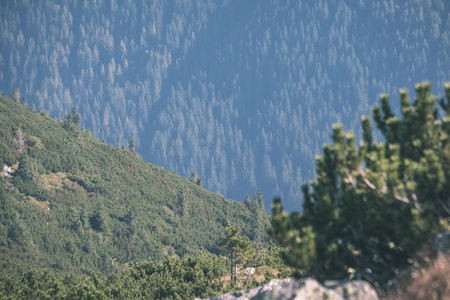 生长在斯洛伐克山区山坡上的