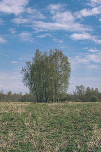 素净的乡村春景，有清新的绿色草地和森林