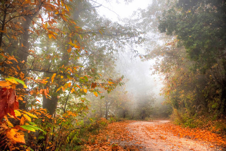 秋天森林里的路在雾的尽头图片
