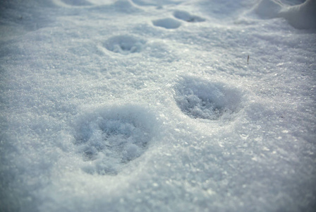 雪上猫爪的痕迹