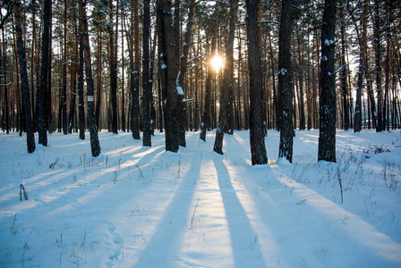 s rays make their way through the trees in the winter forest