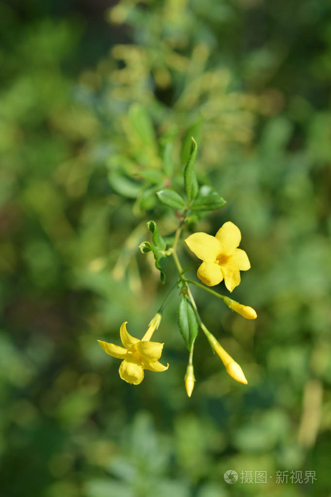 艳丽的茉莉花拉丁名jasminumfloridum子giraldi