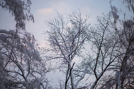 在美丽的冬日，美丽的城市公园里白雪覆盖的树木