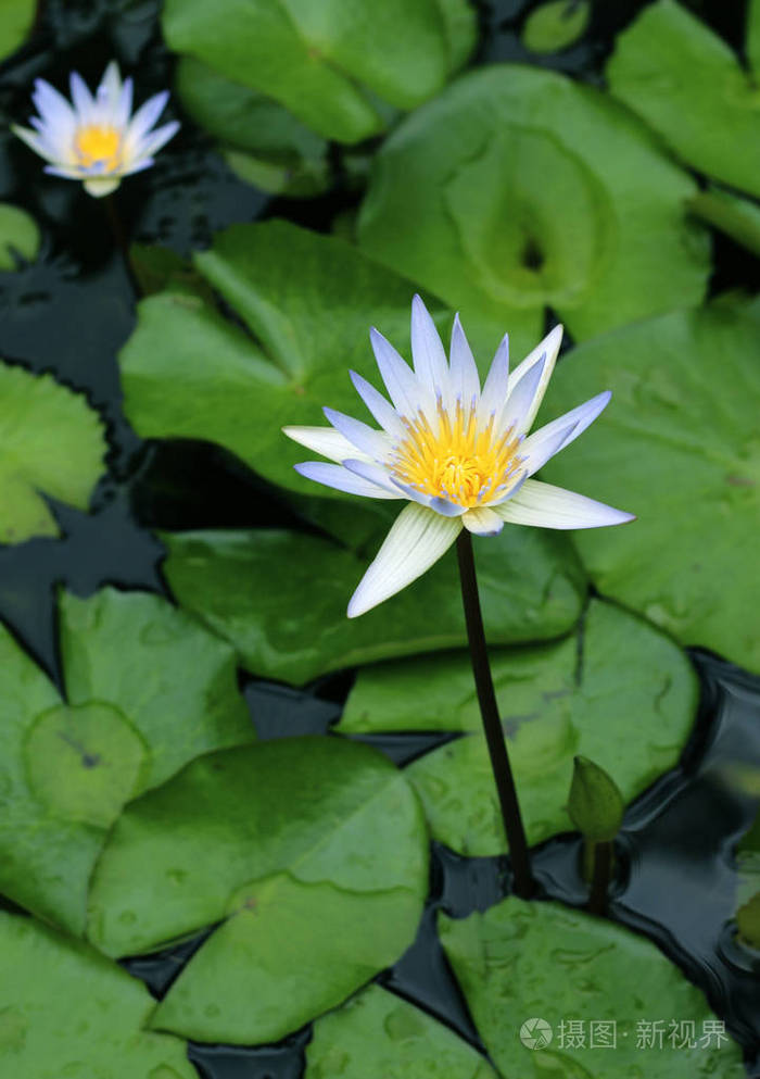 睡莲盛开在池塘中近景