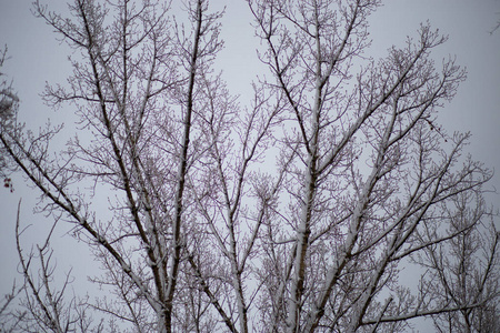 在美丽的冬日，美丽的城市公园里白雪覆盖的树木