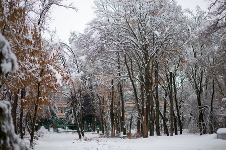 在美丽的冬日，美丽的城市公园里白雪覆盖的树木