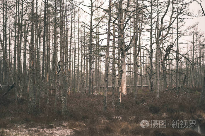 冬天干燥的树干阴阴的树林