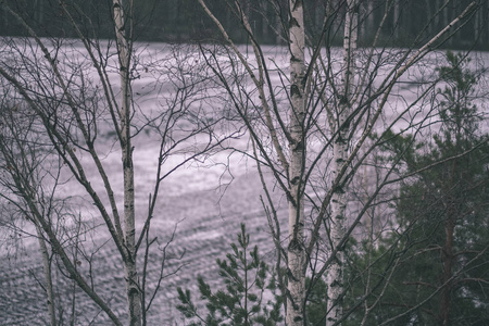 冬天乡下裸露的桦树
