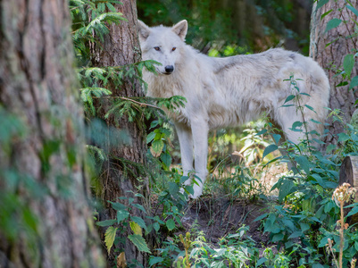 石勒苏益格荷尔斯泰因附近森林中的北极狼