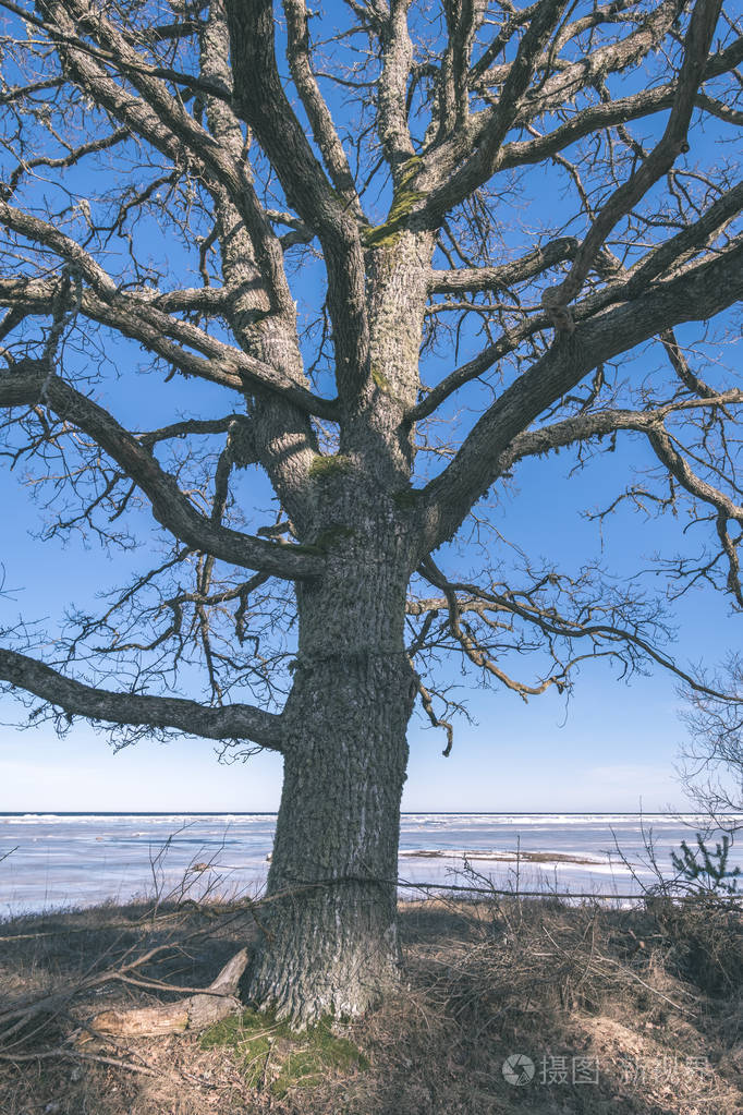 农村大裸树树干