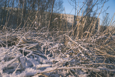 冬季冰雪覆盖草的背景