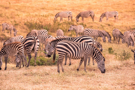 斑马有黑白条纹的图案. 非洲自然的野生动物场景.