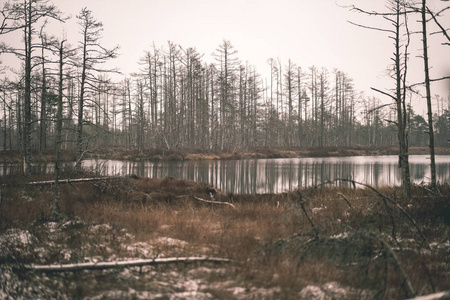 平静的湖水中树木的倒影图片