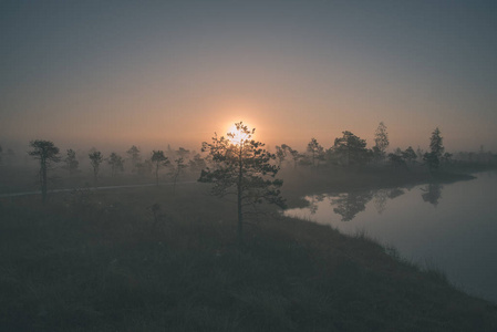 沼泽沼泽区有雾的日出，有水中树木的倒影