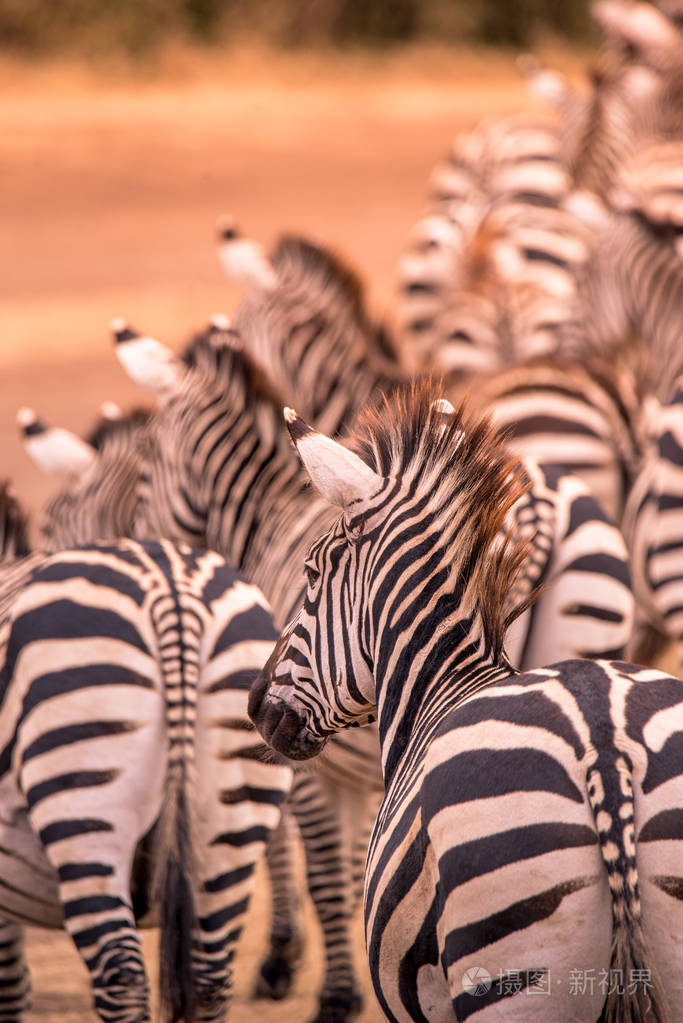 从斑马群中特写肖像,有黑白条纹的图案.