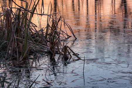 日出时的池塘里结冰，长满了冰冻的高草