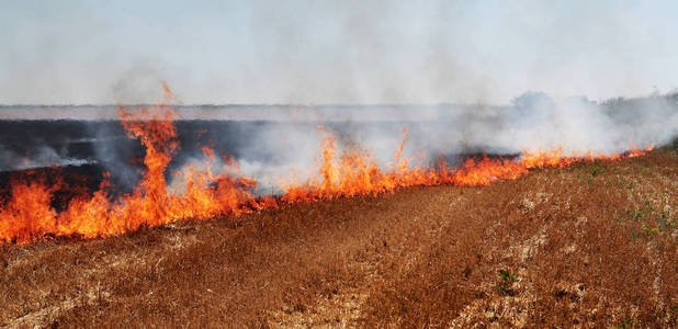 灾害定期对该地区的自然和经济造成损害. 光场与小麦的收获照片