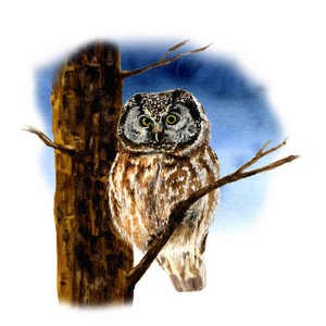 一只猫头鹰在一棵树上的照片,用水彩画在夜空背景上.照片