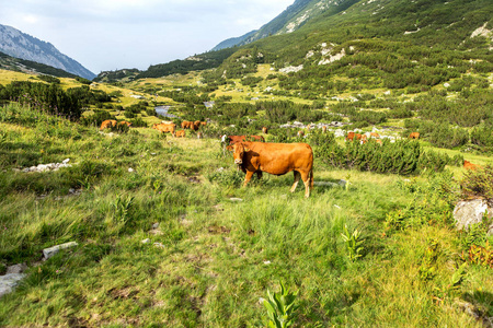 山区田园诗般的夏季景观，奶牛在绿色山谷的新鲜青山牧场上放牧，保加利亚皮林山脉背景的山峰