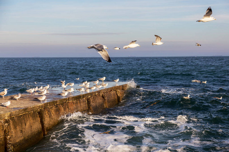 海鸟在飞行中寻找食物.照片