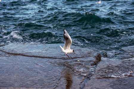 海鸥在大海中翱翔图片