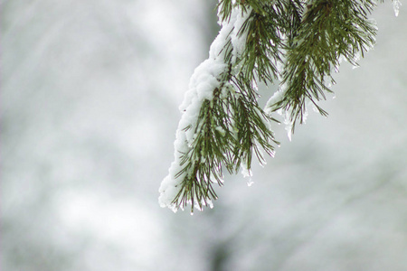 圣诞节的树被雪图片