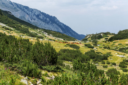 山区田园诗般的夏季景观，奶牛在绿色山谷的新鲜青山牧场上放牧，保加利亚皮林山脉背景的山峰