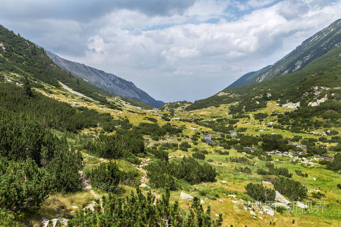 山区田园诗般的夏季景观，奶牛在绿色山谷的新鲜青山牧场上放牧，保加利亚皮林山脉背景的山峰