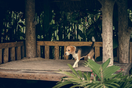 可爱女猎犬肖像