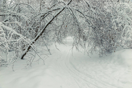 雪中的滑雪道在冬天的森林里白雪覆盖着美丽的树木冬天的风景