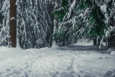 雪中高杉树的枝条自然背景景观