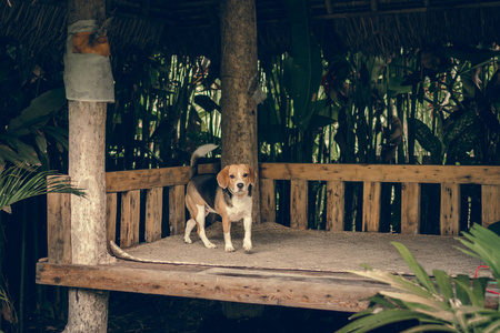 可爱女猎犬肖像