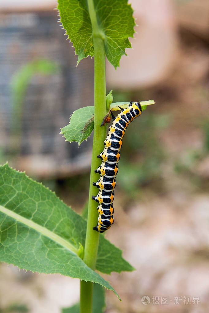 美丽的毛毛虫爬在绿色的树枝上 旧世界的毛虫燕尾 Papiliomachaon 是一种蝴蝶科的蝴蝶 蝴蝶也被称为常见的黄色 燕尾照片 正版商用图片15rcsl 摄图新视界