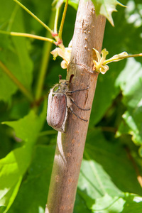 近距离观看欧洲甲虫害虫常见的公鸡Melolontha，也称为五月虫或树虫在枫树枝在夏季。 不错的生动详细的背景与恰弗甲虫吃绿