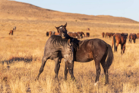 一对野马马在犹他州沙漠中打拳