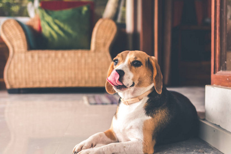 可爱女猎犬肖像