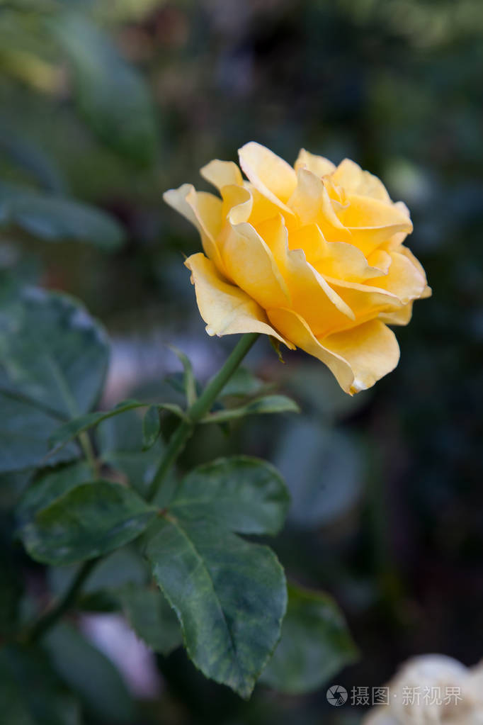 花园里一朵亮黄色的玫瑰美丽的黄玫瑰在阳光明媚的夏日生长在花坛上