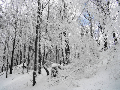 覆盖着雪的森林里的树