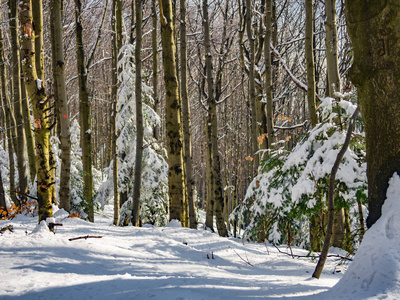 波兰贝斯基兹山脉的冬季森林。