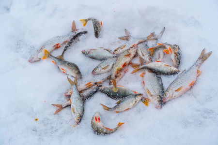 在雪地里钓鱼. 鲈鱼和蟑螂照片