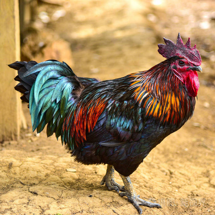 东南亚一种五颜六色的公鸡与红色鸡冠土种鸡的近缘